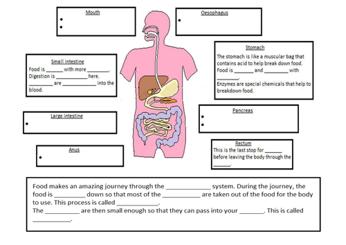 Digestive system | Teaching Resources