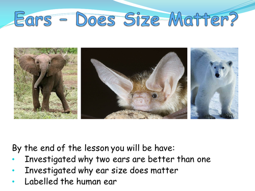 Ears - Does Size and Number Matter?