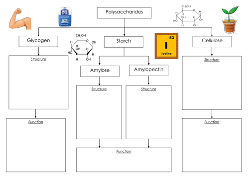 Polysaccharides Mindmap