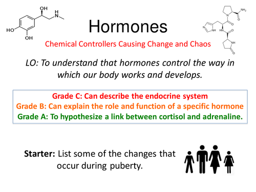 Hormones Tutorial & Activities