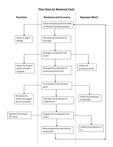 Menstrual Cycle in a Flow Chart