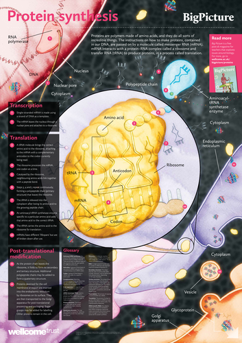 Big Picture: Proteins - Protein Synthesis Poster