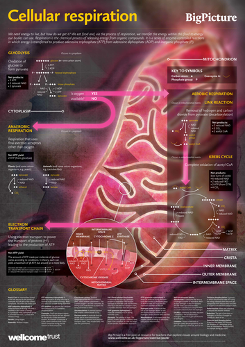 Big Picture: Proteins -Cellular respiration Poster