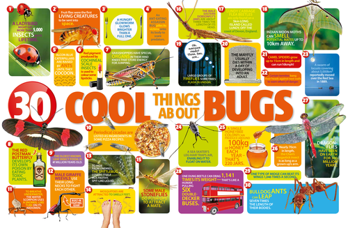 30 Cool Things About Bugs