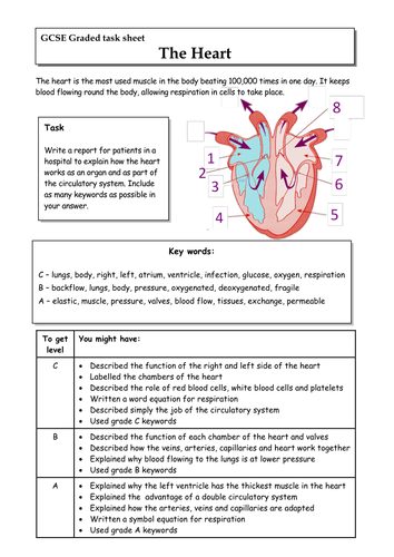 Heart GCSE graded task (LAT) - OCR B3 biology