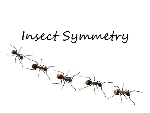 Insect Symmetry