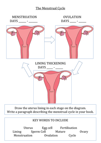 Menstrual Cycle Worksheet | Teaching Resources