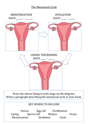 Menstrual Cycle Worksheet