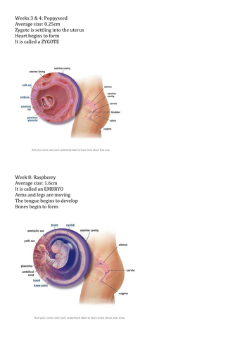 Stages of Pregnancy Activity