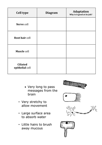 Specialised cells table