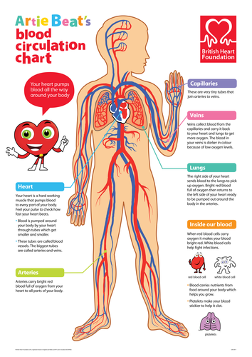 circulatory system poster assignment