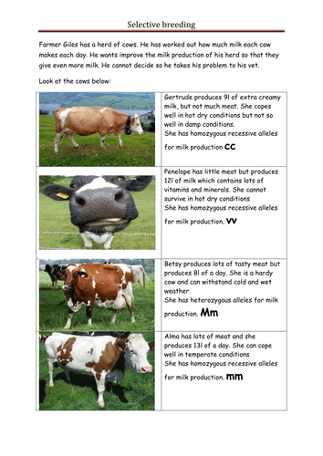 selective breeding | Teaching Resources