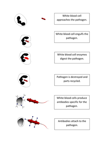 Immunity Description