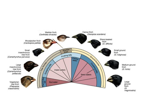 Darwins Finches By Jennycogbill - Teaching Resources - Tes