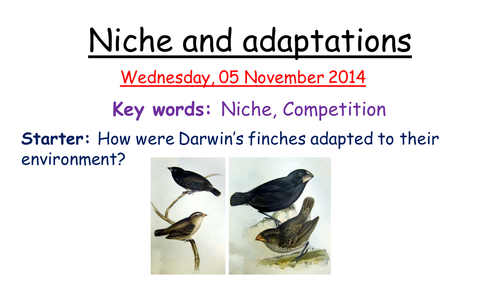 Niche and adaptations