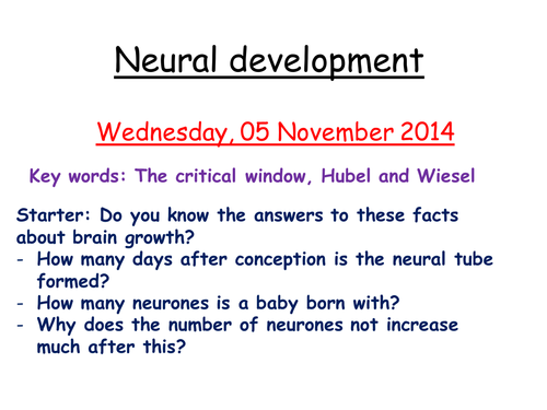 Brain development, the critical window