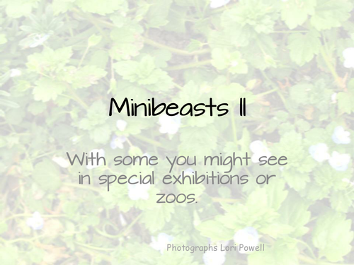 Minibeasts Slideshow Part Two