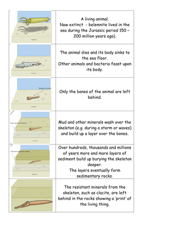 How fossils are formed by EmmaJ18 - Teaching Resources - Tes