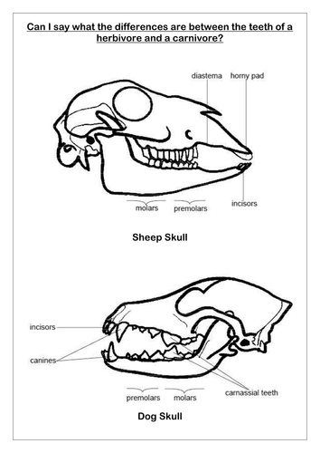 Teeth and Eating Resources