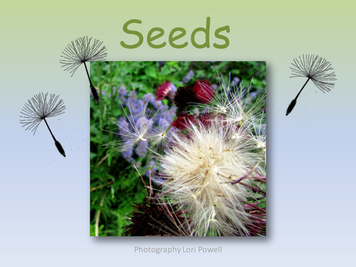Learn about seeds