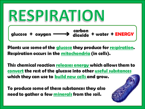 Uses of glucose in plants