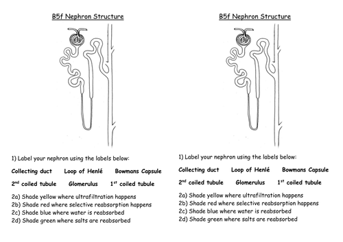 GCSE Edexcel Biology topic CB7 Nephron structure worksheet