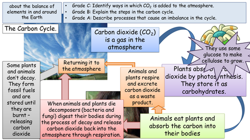 Explain Carbon Cycle Biology