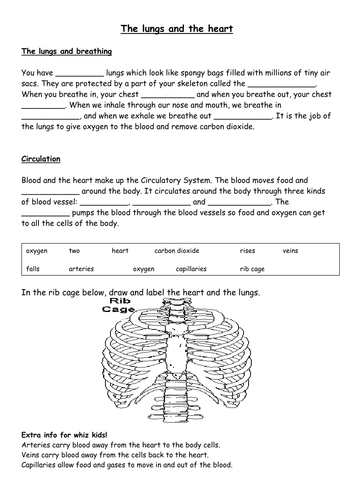 Heart and the Lungs Year 5 by brendy88 - Teaching Resources - Tes