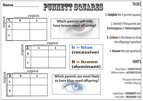 Worksheet Punnett Square Practice Worksheet punnet squares by katie lu teaching resources tes squares