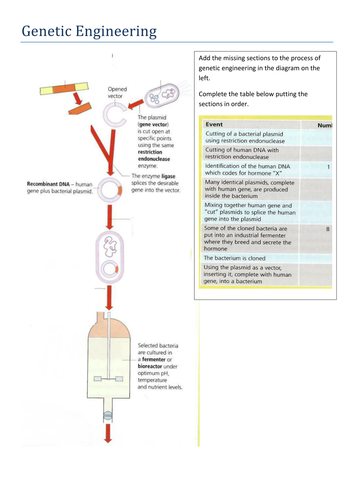 Genetic Engineering Worksheet by lauraroberts999 ... genetic engineering diagram 