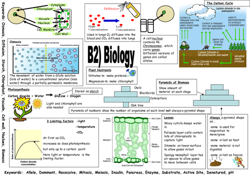 AQA B2 summary sheet