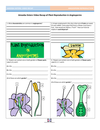 Amoeba Sisters Worksheets - Geotwitter Kids Activities