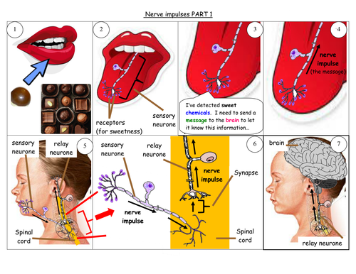The Nervous System - Christopher Reeve and paralys