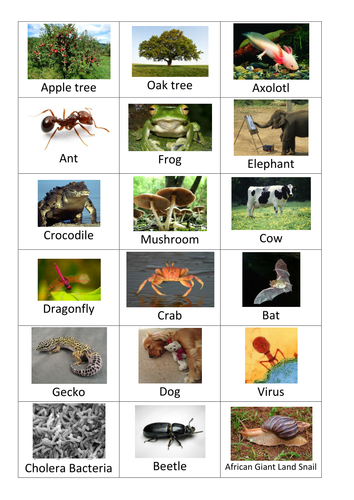 Classification of Living Things Card Sort Activity | Teaching Resources