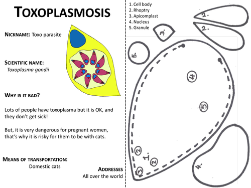 Toxoplasmosis: Crafty Critter Pattern