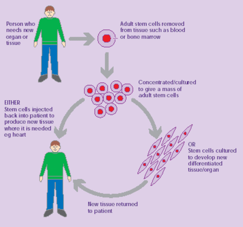 Adult Stem Cells