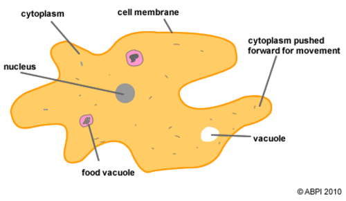 Amoeba (protozoa)