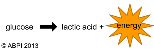 Anaerobic Respiration Equation