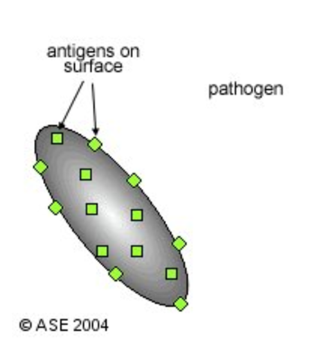 Antigens on the Surface of a Pathogen