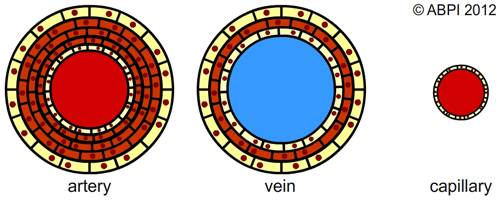 Artery, Vein & Capillary Cross Sections