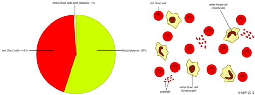 Blood cells