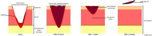 Blood Clotting Stages