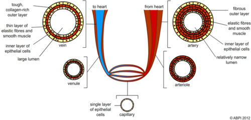 Blood Flow Artery to Veins