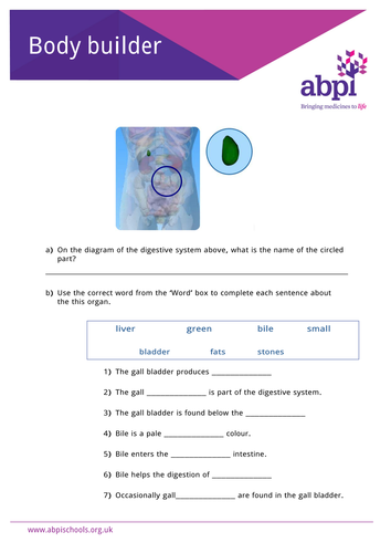 Body Parts - Gall Bladder | Teaching Resources