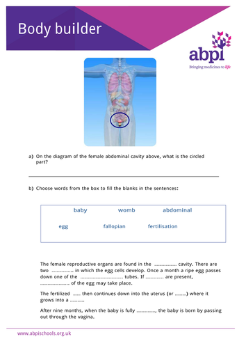 Body Parts - Female Reproductive Organs | Teaching Resources