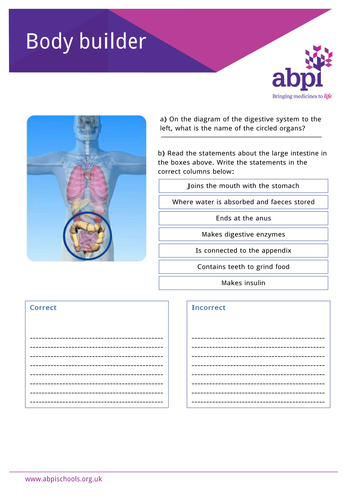 Body parts - Large Intestine | Teaching Resources