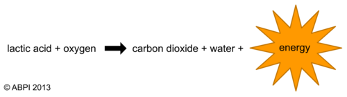 Breaking Down Lactic Acid