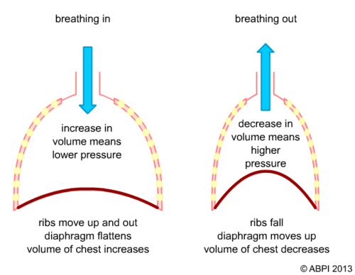 Breathing movements