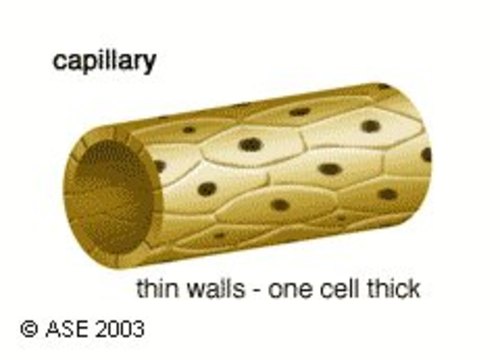 Capillary Diagram