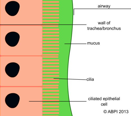 Ciliated Epithal Cells